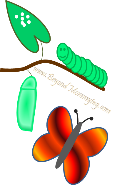 butterfly-lifecycle