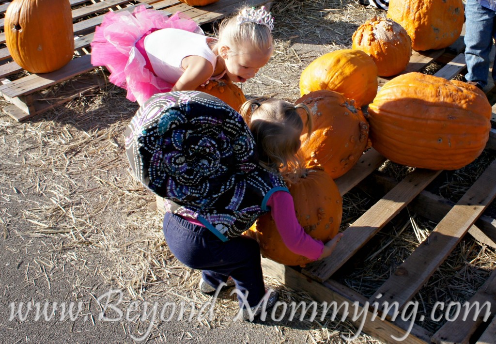 pumpkin patch