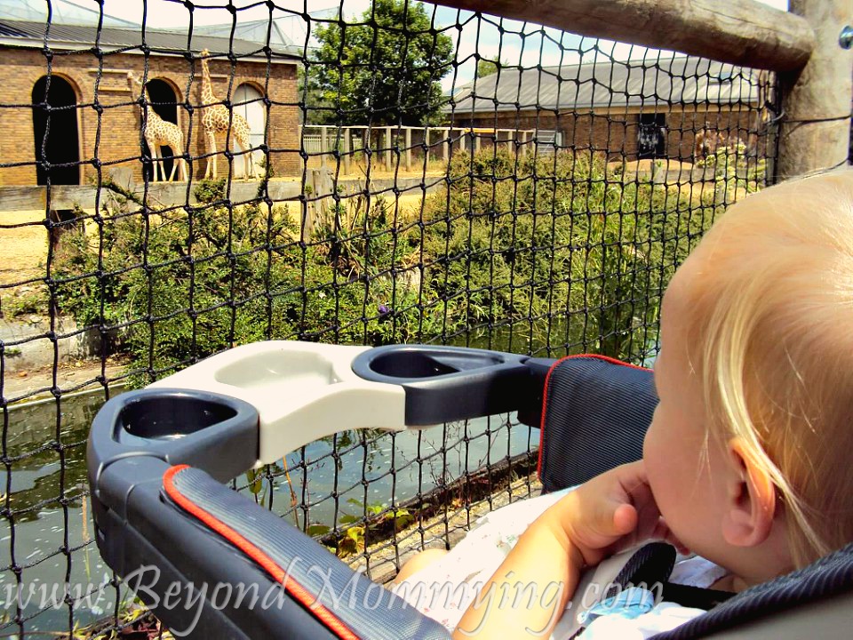 Traveling to London with Kids: The London Zoo