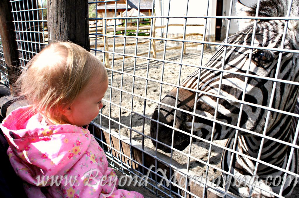 Taking a family holiday in Hungary, what to see and do when visiting Budapest with Kids: Budapest Zoo