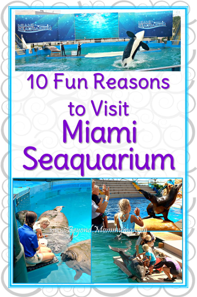 10 Reasons why you need to visit the Miami Seaquarium from the animal encounters to the shows and the educational programs, it's fun for everyone! [ad]